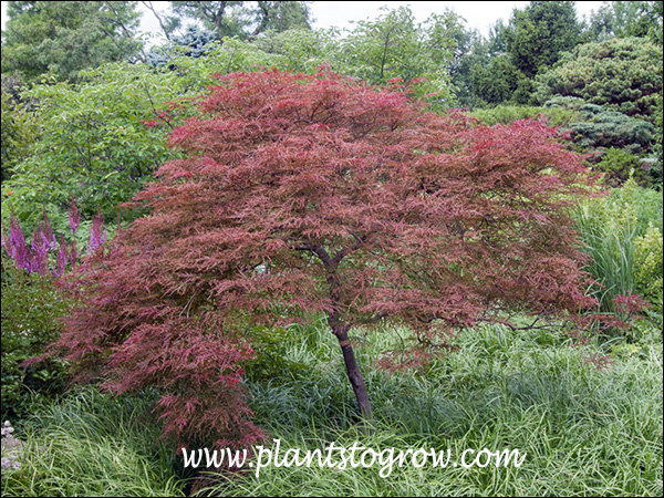 A nice specimen plant in this garden.